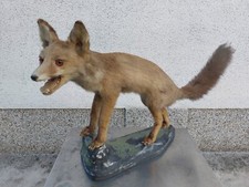 Volpe Rossa  imbalsamata