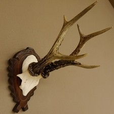 Corna Di Capriolo Maschio 6