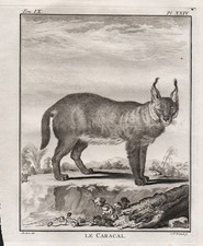 Incisione Di Caracal Karakal