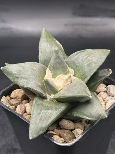 Cactus ariocarpus retusus pot - ariocarpus,