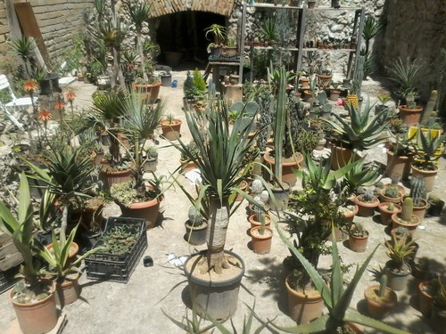 Mix piante grasse cactus e - mix, 6