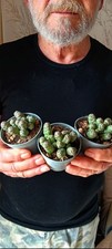 Crassula Barklyi vaso Ø5.5 cm