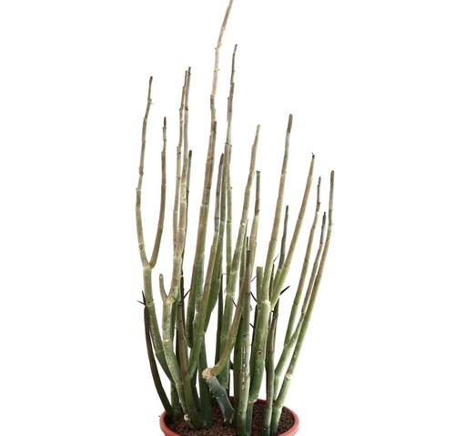 Ceropegia dichotoma old big - ceropegia,