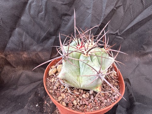 Echinocactus platyacantus - echinocactus,