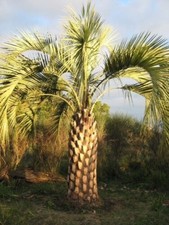 Butia odorata hardy - butia, (capitata)