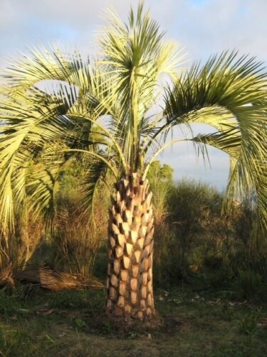 Butia odorata hardy - butia,