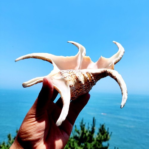 Naturale sei angolo conchiglia - sei,