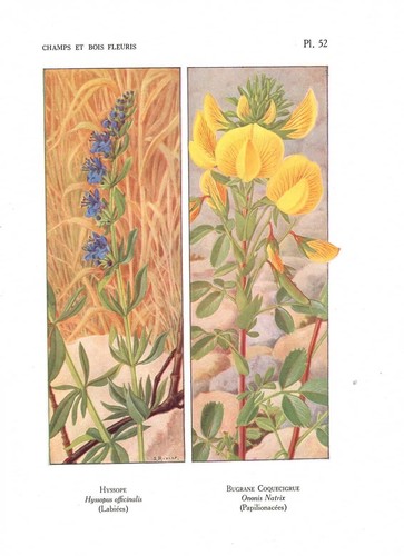 Stampa antica fiori liberty - antica,