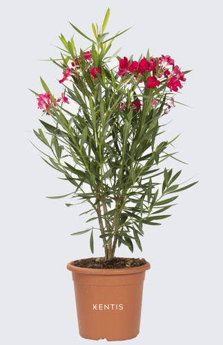 Kentis nerium oleander rosso - -,