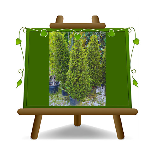 Buxus rotundifolia cono pianta