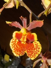 Tolumnia flyer - tolumnia,