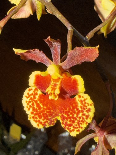 Tolumnia flyer - tolumnia,