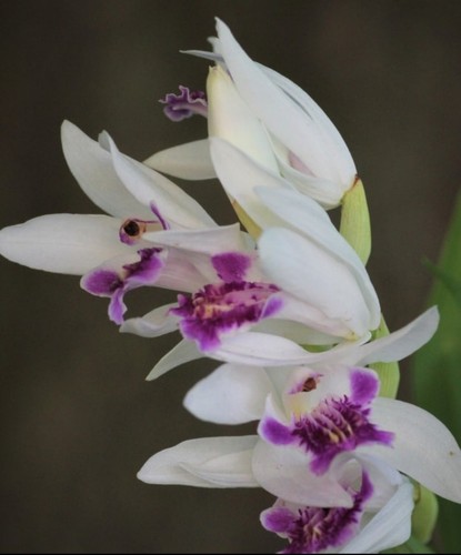 Bletilla magenta lips - bletilla,