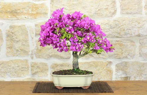 Bonsai bougainvillea - di,