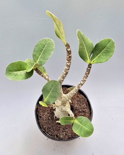Adenium baobab rosa - rosa, del