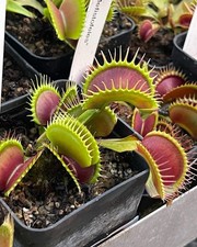 Pianta carnivora DIONEA “GJ