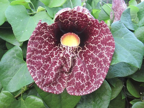 Aristolochia gigantea 100cm - aristolochia, h