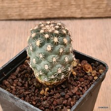 D6170 SCLEROCACTUS MESAE-VERDAE FH061 INNESTATO pot7-H5,5-W4 cm Mama Cactus ci