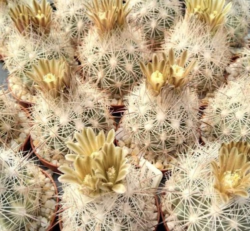 Echinomastus mapimiensis - , 10