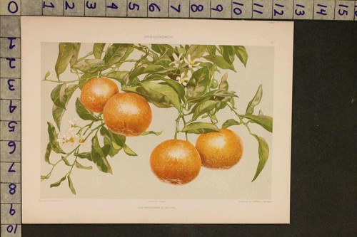 Circa 1900s orticoltura - circa,