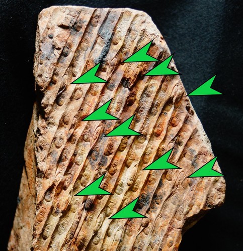 Grande pianta fossile