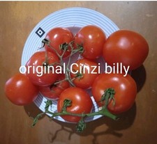 25 semi pomodoro Grappolo