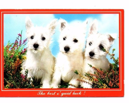 West highland white - west, terrier