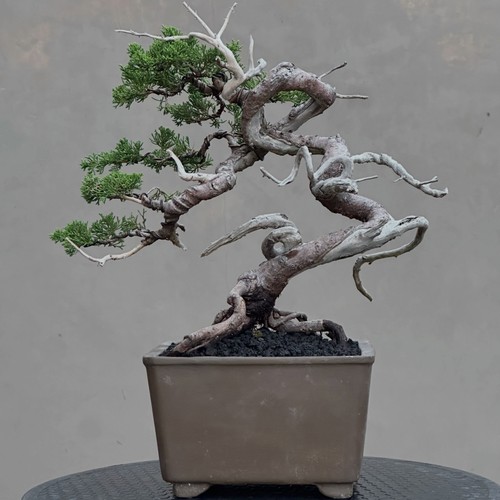 Bonsai juniperus chinensis - di,