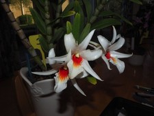 Dendrobium  draconis Orchid