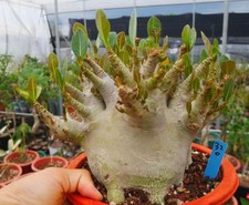 Caratteristica boutique