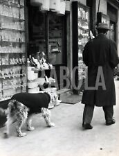 Foto Vintage Animali Milano cane a passeggio anni 60 stampa 21x27 cm