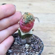 Sulcorebutia rauschii