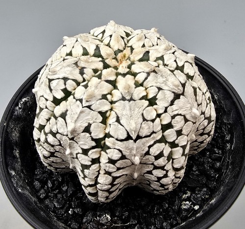 Astrophytum asterias super - asterias,