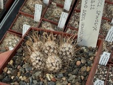 Sclerocactus spinosior JB22 -