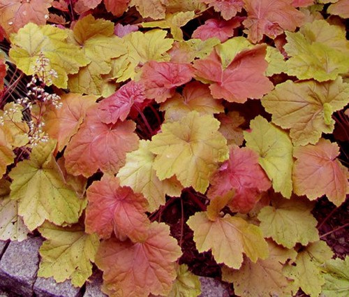 Heuchera coral bells - coral,