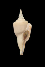 Shell CYRTULUS SEROTINUS W/O