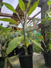 Plumeria hawaiana colore rosa