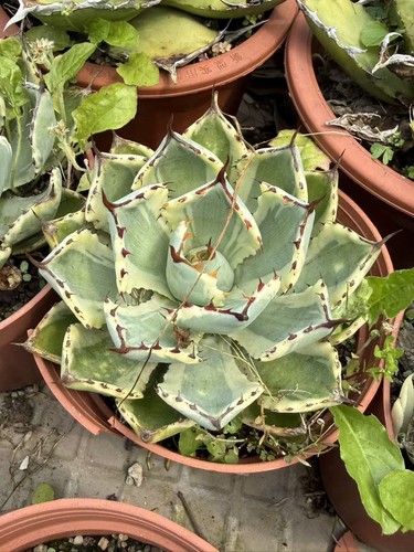 Agave potatorum kishoukan - potatorum,