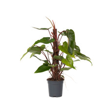Filodendro Philodendron 'Red