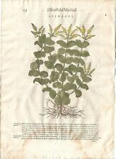 Stampa antica MATTIOLI