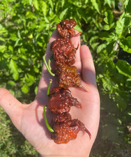 10 semi di peperoncino