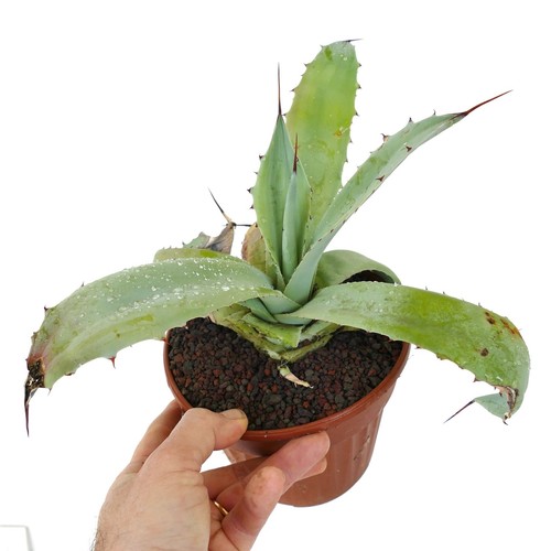Agave hybrid ovatifolia - agave, x