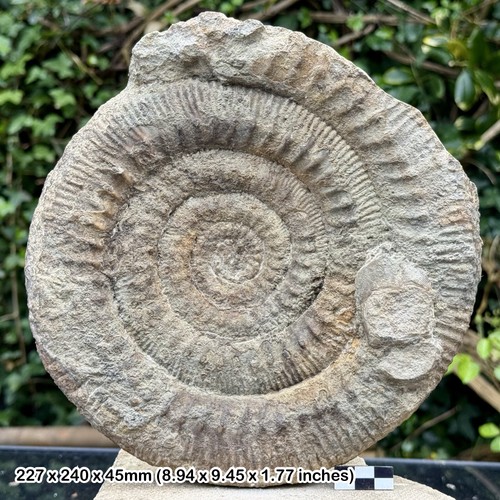 Rare skirroceras bayleanum - skirroceras,
