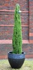 Cipresso toscano cupressus - cipresso,