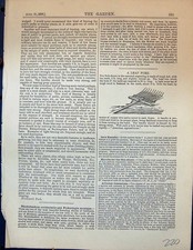 Forchetta foglia stampa antica originale attrezzi agricoltura giardino 1878 vittoriana