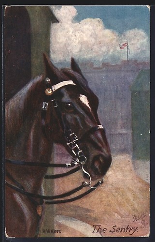 Cartolina artistica cavallo