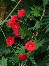Sale1291 morning glory ipomoea - morning,