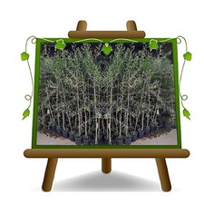 Olivi Moraiolo pianta da