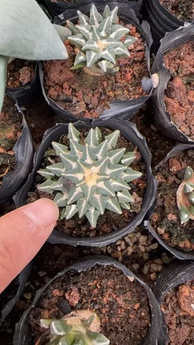 1pz anni ariocarpus - 8,