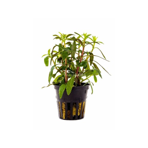 Limnophila aromatica - , in